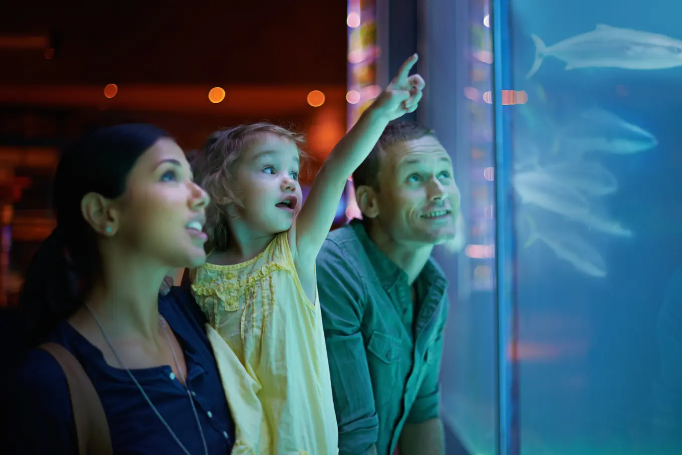 Family looking at a fish aquarium Family looking at a fish aquarium